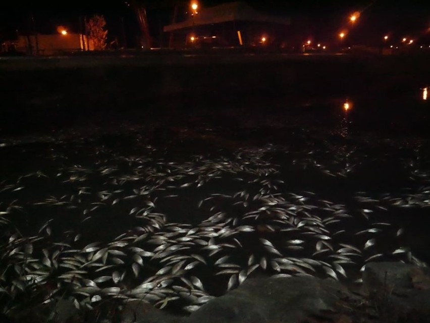 Kraków. Co zabiło ryby w Zalewie Nowohuckim? Trwają przesłuchania, poszukiwany monitoring