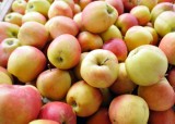 Wzrasta eksport wysokiej jakości jabłek z Polski. Owoce trafiają m.in. do USA i krajów arabskich