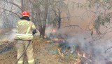 Potężny pożar koło Gorzowa. W akcji kilkadziesiąt zastępów straży, samoloty i drony