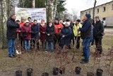 Posadzili 25 drzewek na 25-lecie! Człuchowski Klub Abstynenta "Krokus" w pożyteczny sposób rozpoczął obchody jubileuszu [FOTO]