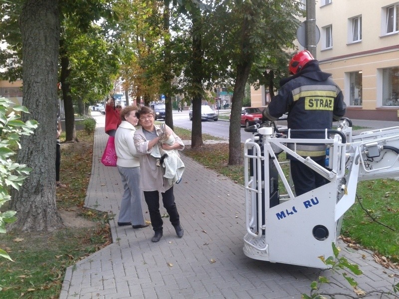 Kot wdrapał się na drzewo rosnące przy ul. Malmeda. Zwierzę...