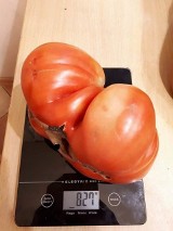 Pomidor gigant. Waży ponad pół kilograma!