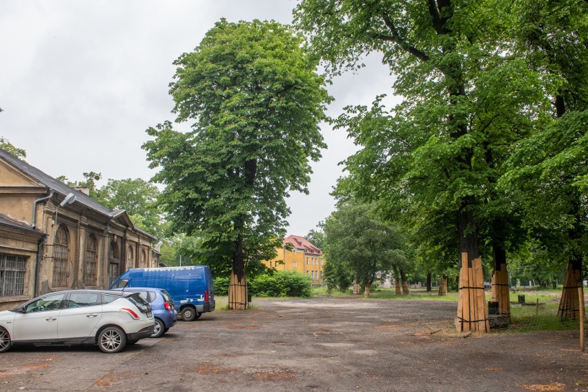 Deweloper spółka Monday czeka na decyzję w sprawie wycinki...