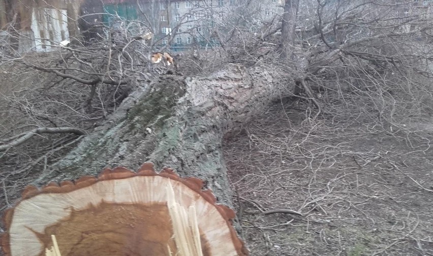 Przy szkole podstawowej wycięto drzewa. Wrocławianie są oburzeni [ZDJĘCIA]