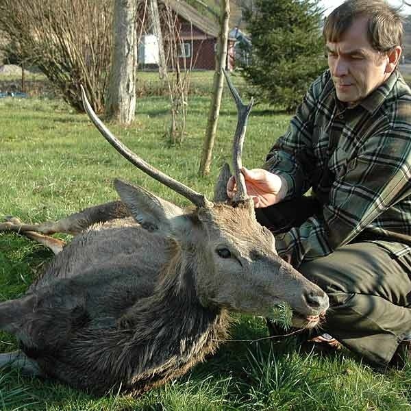 Bogdan Skowronek z Nadleśnictwa Bircza przy jeleniu - obojniaku