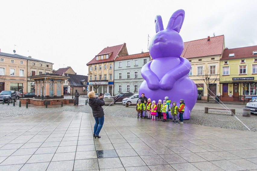 Ogromny zając pojawił się w Grodzisku Wielkopolskim