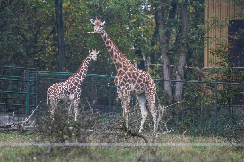 Mieszkańcy poznańskich ogrodów zoologicznych szykują się na...