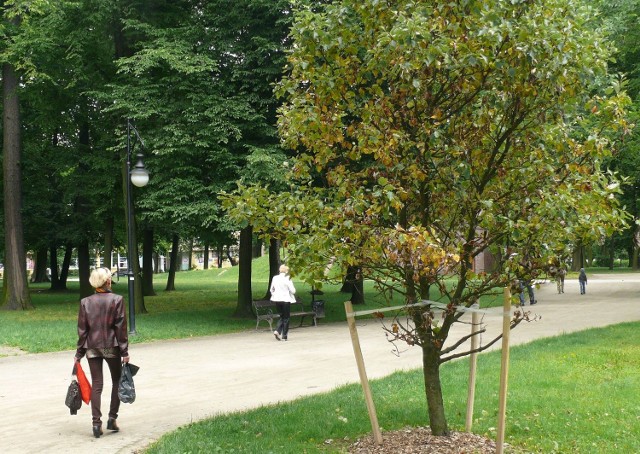 Już w czerwcu pisaliśmy, że tak nie należy sadzić drzew w parku Kościuszki. Drzewka straciły liście i ostatecznie uschły, przez co trzeba było je usunąć.