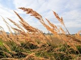 Ciągle jeszcze warto inwestować w ziemię