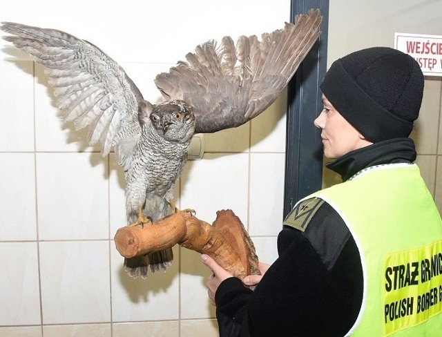 Spraparowy okaz jastrzębia gołębiarza usiłował wywieźć z Polski na Ukrainę, bez odpowiedniech zezwoleń, 26-letni Ukrainiec.