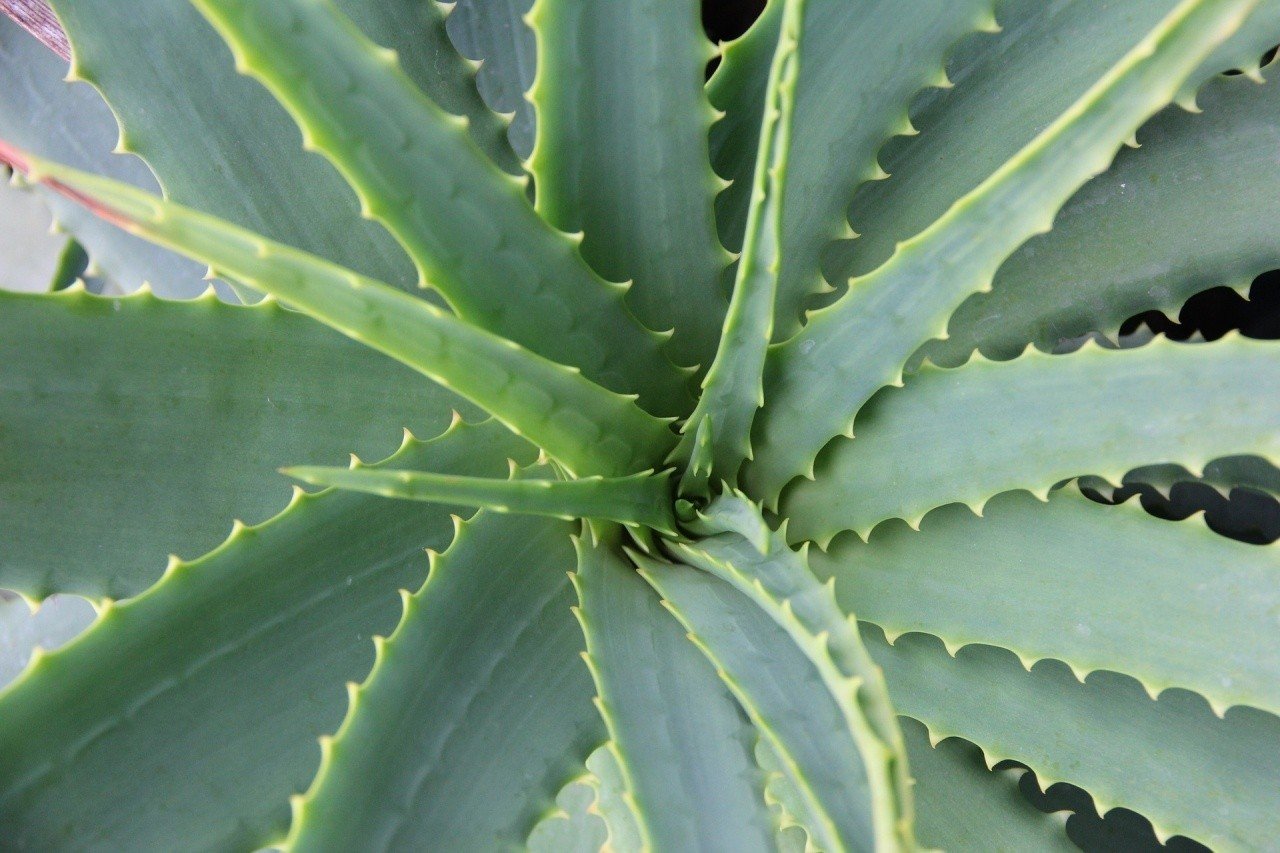 Jak uprawia aloes i jakie ma on zastosowanie | E-budownictwo