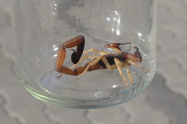 Skorpion w zlewozmywaku w Zabrzu