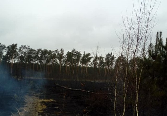 Gigantyczny pożar pod Augustowem. Spłonęło 10 hektarów lasu.