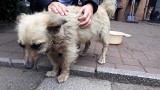 Mieszkanka Gdyni znalazła pod bramą skatowanego psa (4.08.2019). Schronisko szuka sprawcy pobicia