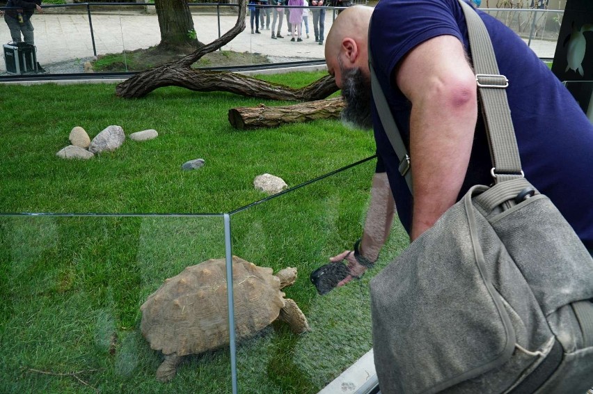 23 maja obchodzony jest Dzień Żółwia. Z tej okazji w...