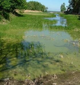 7 maja 2009 r. Jezioro duże już kwitnie... (fot. Marek Świercz)