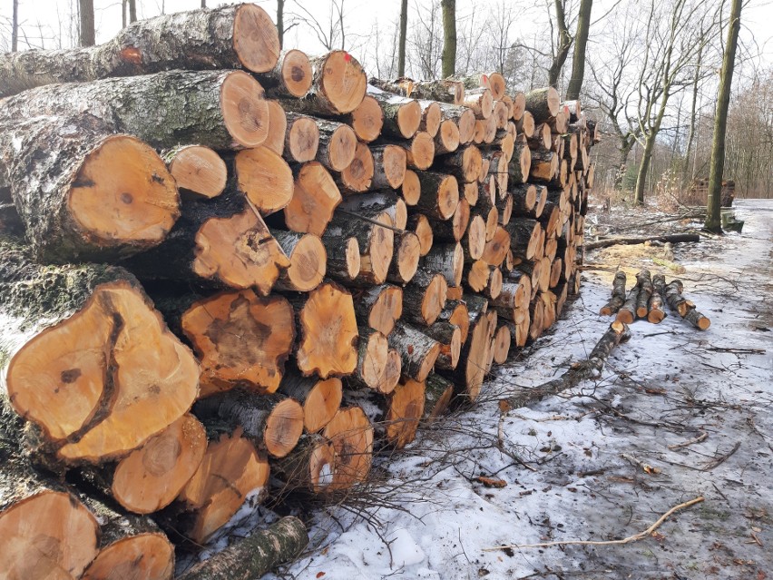1000 drzew ma zostac wyciętych w Katowickim Parku Leśnym....