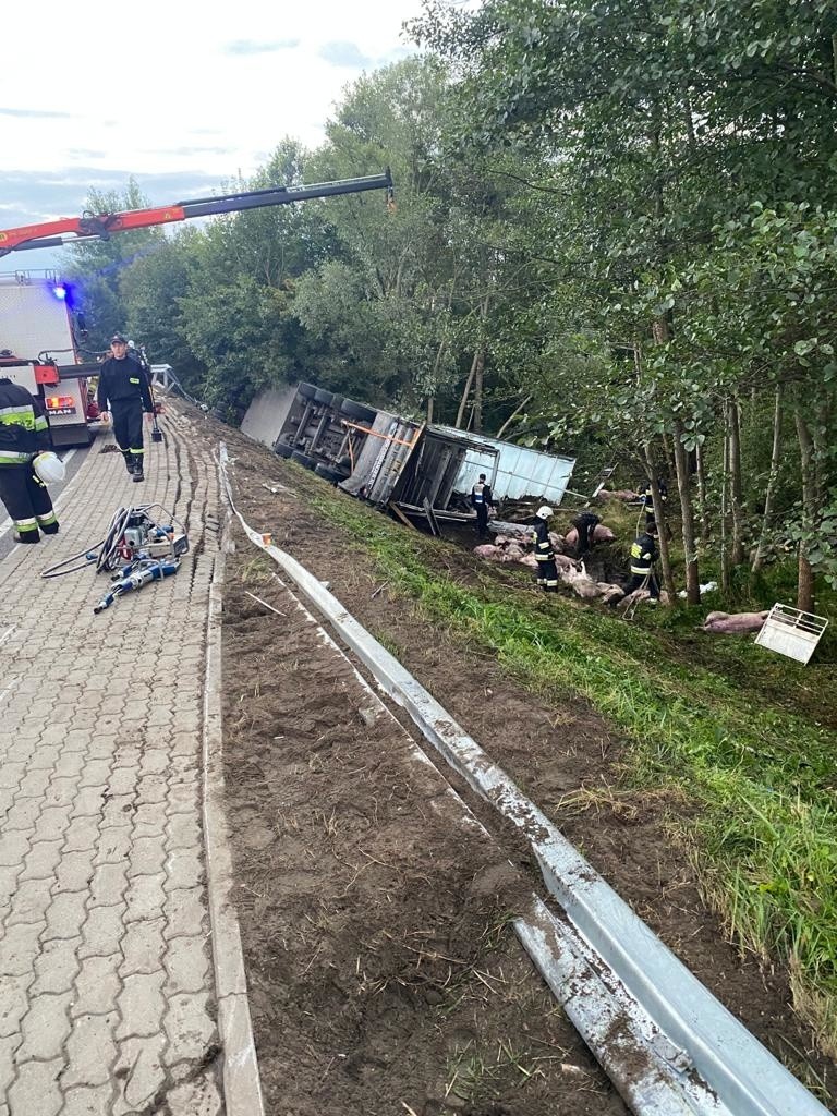 Wypadek na krajowej "42" w Płaczkowie. Tir ze świniami w rowie. Kierowca nie przeżył (ZDJĘCIA)