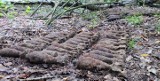 Arsenał z niewybuchami znaleziony pod Zwoleniem. W lesie w Andrzejowie saperzy odkryli prawie 400 pocisków!