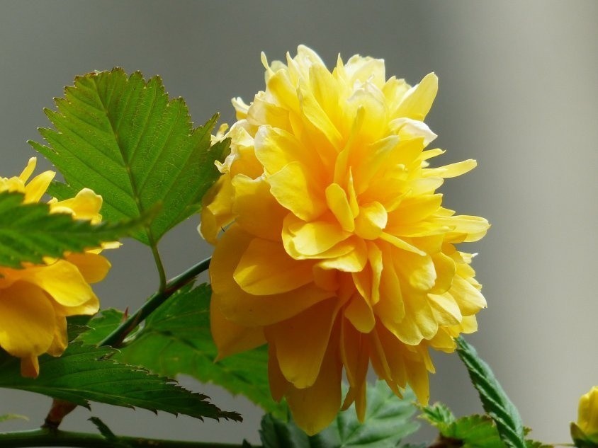 Kwiaty kerrii o pełnych kwitach wyglądają jak żółte pompony,...