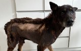 Gmina z Wielkopolski zaniedbała psa na terenie oczyszczalni? Prezes odpiera zarzuty