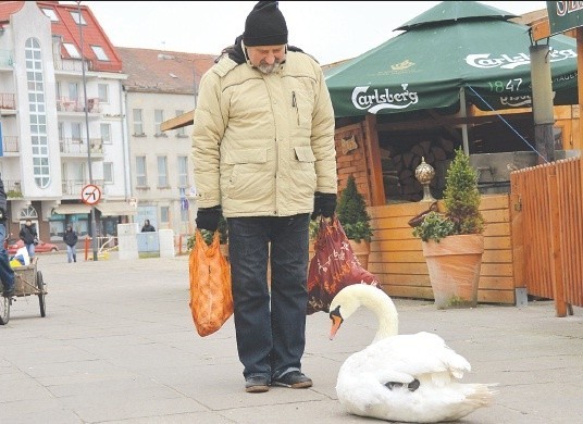 Łabędź jest znany w okolicy, a mieszkańcy traktują go jak stały element wybrzeża.