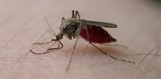 Komary - znamy najlepsze, sprawdzone sposoby ochrony przed ukąszeniami