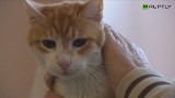 Garfield - najstarszy kot w Europie skończył 23 lata [WIDEO]