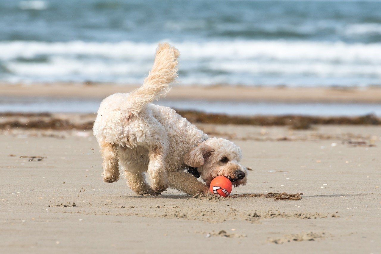 Na plażę z psem. Gdzie w Trójmieście wolno wejść z psem na plażę? Które  plaże dostępne są dla zwierząt latem? | Dziennik Bałtycki
