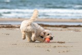 Na plażę z psem. Gdzie w Trójmieście wolno wejść z psem na plażę? Które plaże dostępne są dla zwierząt latem?