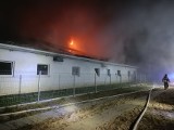 Pożar chlewni w Gminie Czarna Dąbrówka 1.09.2022 r. 400 zwierząt zginęło!