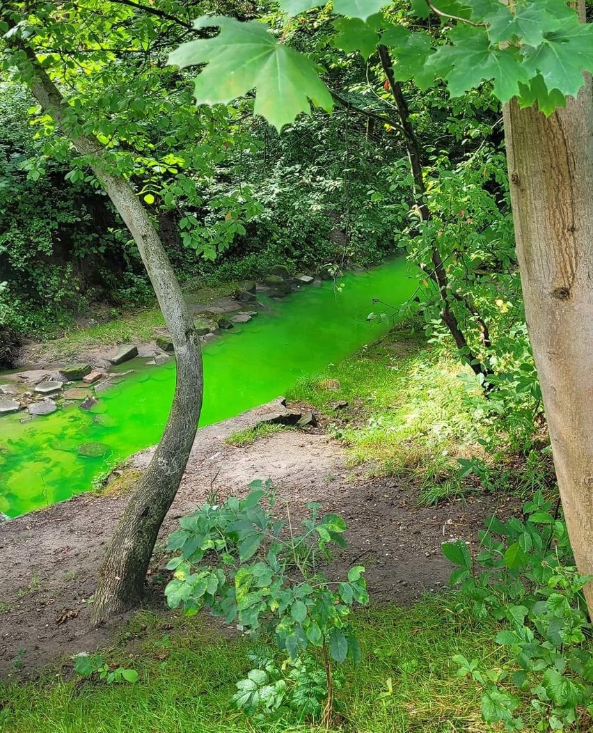 Kraków. Mieszkańcy alarmują: woda w rzece Drwince zrobiła się zielona. Gminna spółka przekonuje: nie ma zagrożenia dla środowiska