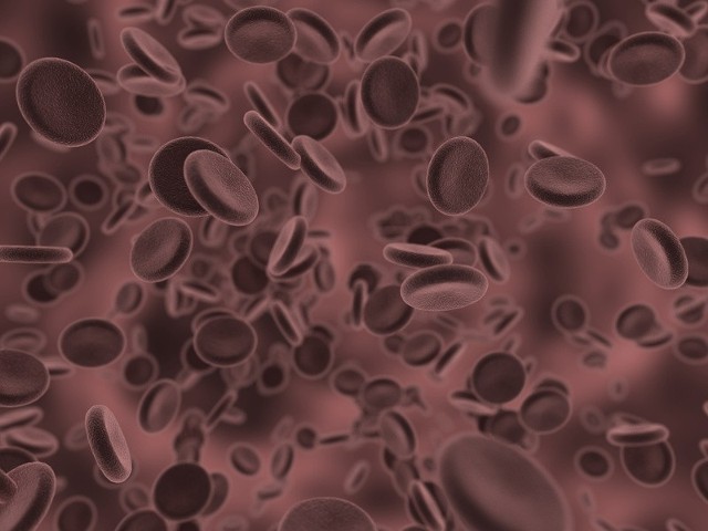 Tak wygląda krew pod mikroskopem