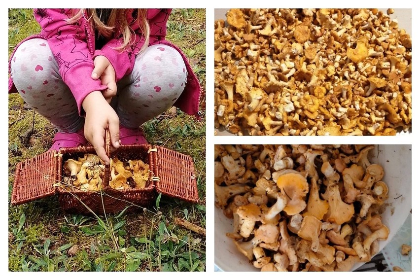 Wysyp grzybów w podlaskich lasach. To już czas na grzybobranie! Zobacz zdjęcia naszych Czytelników