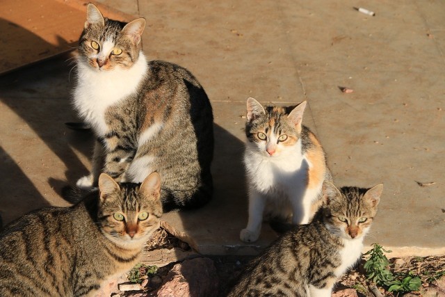 Kolejne instytucje apelują, aby zachować ostrożność i nie wypuszczać domowych kotów na zewnątrz.