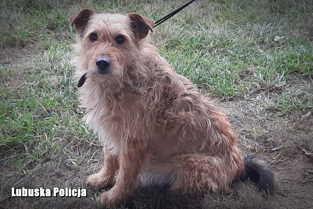 Psa na torach odnalazł 17-latek. Zaopiekował się psiakiem, a dzielnicowi odnaleźli jego właścicielkę.