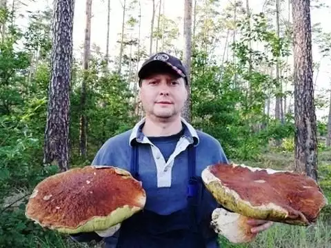 Te piękne borowiki pan Paweł znalazł w lesie niedaleko Karłowic.