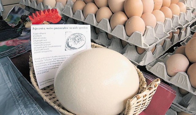 Prezydent Tczewa zaprasza na jajecznicę ze strusich jaj na dworcuPrezydent Tczewa zaprasza na jajecznicę ze strusich jaj
