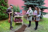 Klimatyczny Muzyczny, czyli sadzonki wrzosu i hotel dla owadów w eko-zakątku teatru