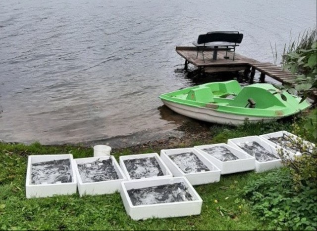 Przygotowanie do jesiennego zarybienia węgorzem jednego z jezior. W sumie RZGW w Bydgoszczy wpuściło do 6 jezior 602 kilogramy narybku
