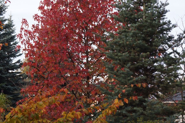 Ambrowce z Ameryki Północnej znane są z ciekawie spękanej kory, ładnego, pionowego pokroju i elegancko wykrojonych liści, podobnych do liści klonu. Jesienią ambrowce wspaniale się przebarwiają...