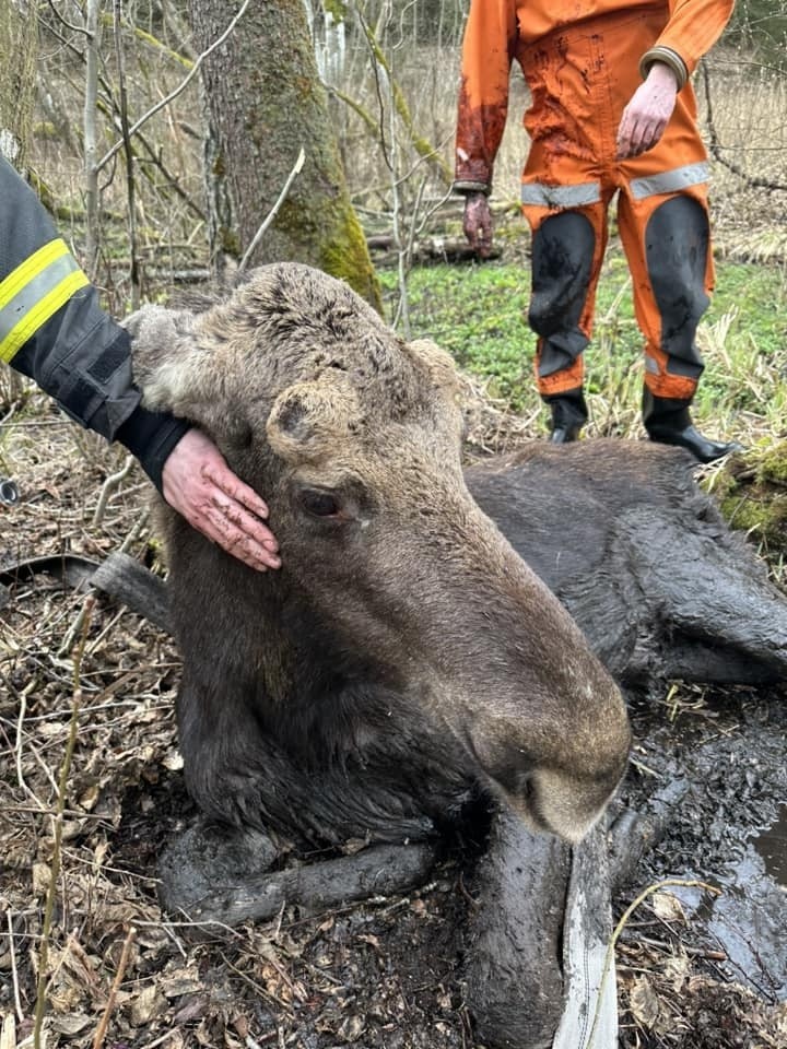 Gawliki Małe. Strażacy wydobyli łosia z bagna