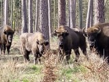 Stado żubrów żyje w lesie pod Gorzowem. Nadleśnictwo Kłodawa pokazało piękne zdjęcia!