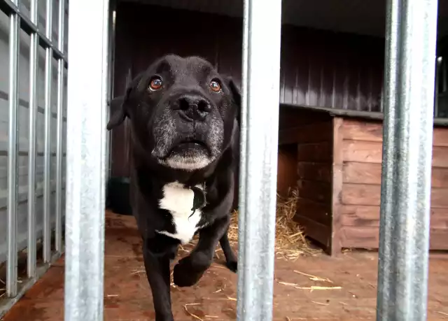 Pedro. Jest w schronisku od siedmiu lat i powoli traci nadzieję na prawdziwy dom. Ostatnio ma kryzys i niechętnie wychodzi na wybieg. Pilnie szuka człowieka, który pokaże mu, że psia starość może być fajna. 