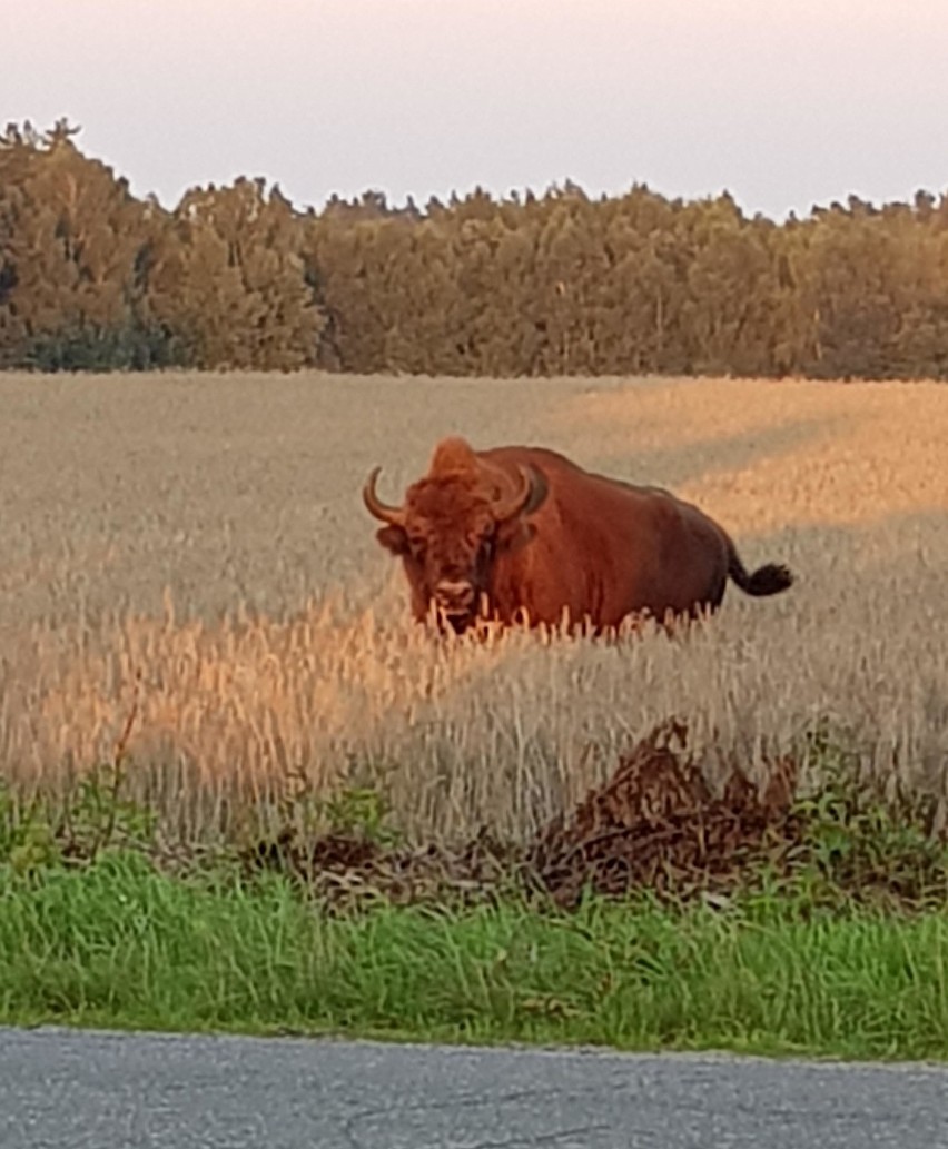 Dwa piękne żubry najpierw widziane były na drodze na...