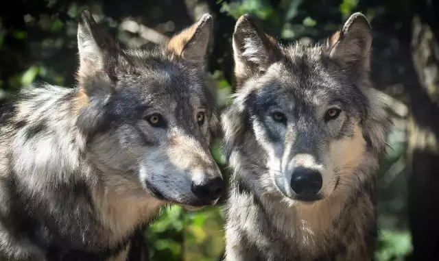 Mimo, że w Polsce wilk może zostać objęty ochroną gatunkową częściową, Polska stosuje ścisłą ochronę tego gatunku