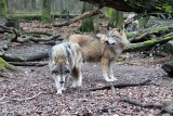 W lesie na wsi pod Stargardem widziane były wilki. Nie można ich dokarmiać!