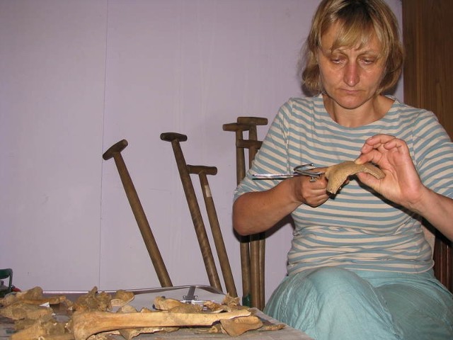 Dr Iwona Teul bada wykopane kości