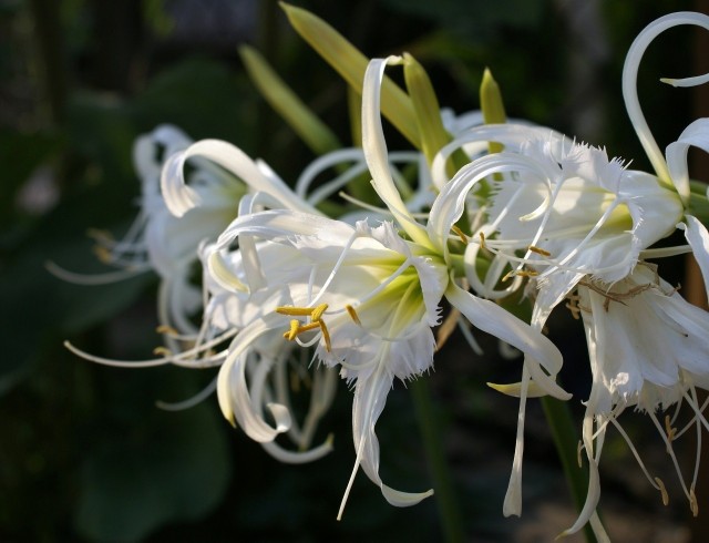 Ismena (błonczatka) należy do roślin cebulowych, kwitnących latem. Ma wyjątkowo piękne kwiaty.