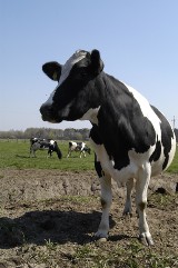 Ważne dla rolników-producentów mleka: kiedy upływa termin składania wniosku o płatność za redukcję dostaw mleka?